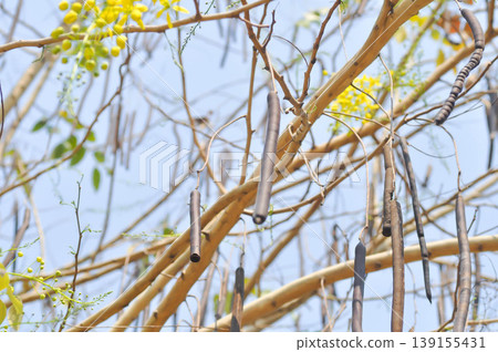 Golden shower , Cassia fistula or pudding pipe tree or Cassia fistula Linn with flower and fruit 139155431