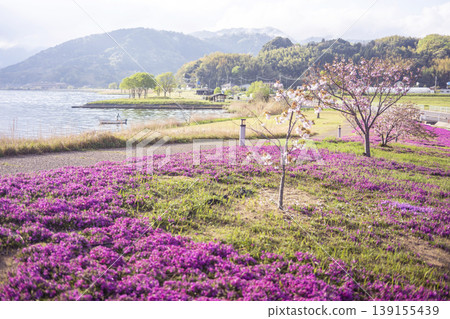 多哥池塘周圍的苔蘚福祿考和新鮮綠植 多哥池塘周圍的苔蘚福祿考和新鮮綠植 139155439