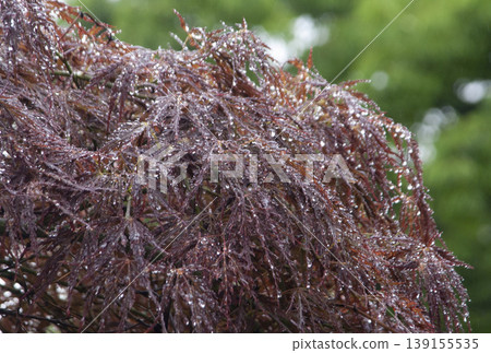 Japanese maple leaves with morning raindrops Japanese maple leaves with morning raindrops 139155535