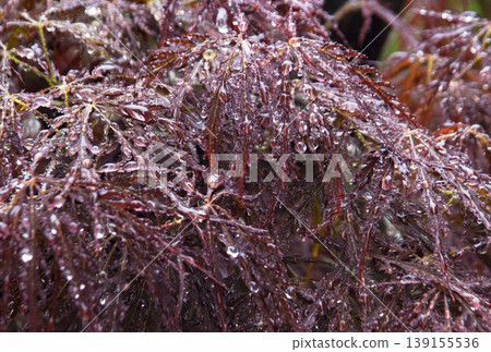 Raindrops on a Japanese maple tree Raindrops on a Japanese maple tree 139155536