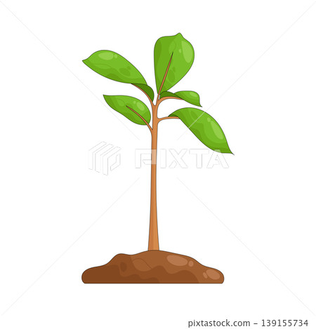 Illustration of plant 139155734