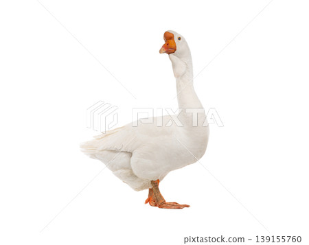 white goose isolated on a white background white goose isolated on a white background 139155760