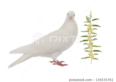 white pigeon on a white background with an olive branch white pigeon on a white background with an olive branch 139155761