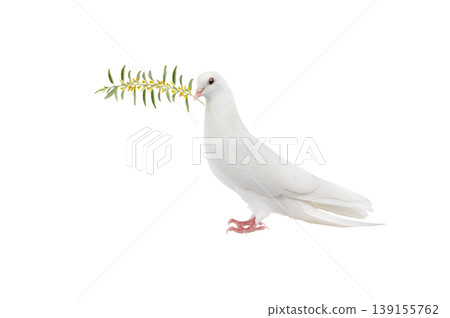 white pigeon on a white background with an olive branch 139155762