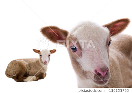 baby sheep isolated on white background baby sheep isolated on white background 139155763