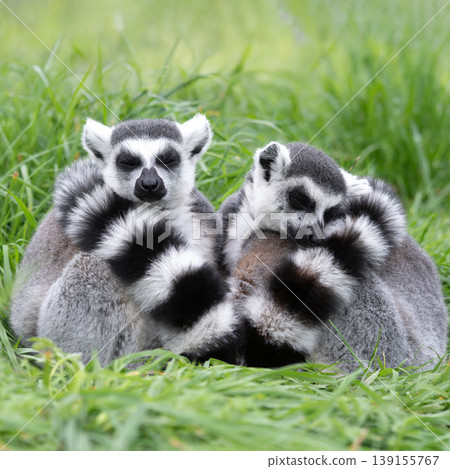 two sleeping lemurs in the grass 139155767