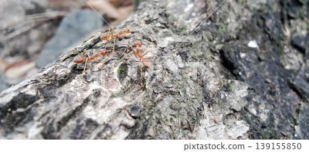 Red ant colony on a log, macro photography, nature detail. Red ant colony on a log, macro photography, nature detail. 139155850