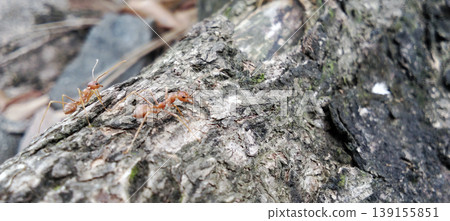 Red ant colony on a log, macro photography, nature detail. Red ant colony on a log, macro photography, nature detail. 139155851
