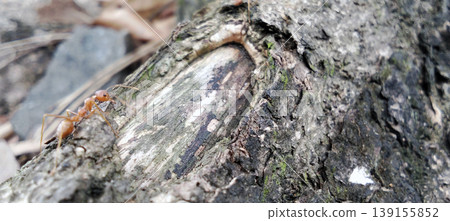 Red ant colony on a log, macro photography, nature detail. Red ant colony on a log, macro photography, nature detail. 139155852
