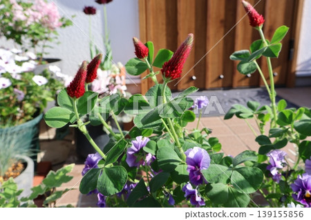Crimson clover with red flowers Crimson clover with red flowers 139155856
