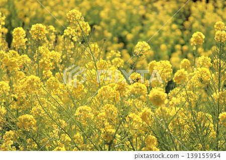 Rape blossoms that herald the arrival of spring Rape blossoms that herald the arrival of spring 139155954