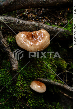A natural scene of small mushrooms and moss found in a wooded area during a mountain climb. A natural scene of small mushrooms and moss found in a wooded area during a mountain climb. 139156159