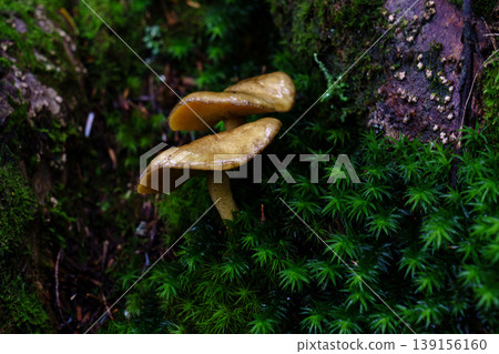 A natural scene of small mushrooms and moss found in a wooded area during a mountain climb. 139156160