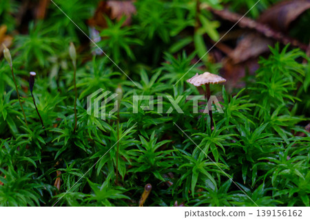 在登山途中,於林地中發現了一些小蘑菇和苔蘚,這是一幅自然景象。 在登山途中,於林地中發現了一些小蘑菇和苔蘚,這是一幅自然景象。 139156162