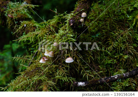A natural scene of small mushrooms and moss found in a wooded area during a mountain climb. 139156164