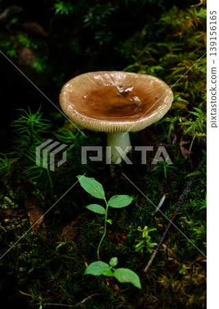 A natural scene of small mushrooms and moss found in a wooded area during a mountain climb. 139156165