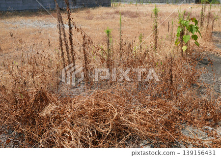 Vacant lot sprayed with herbicide Vacant lot sprayed with herbicide 139156431