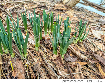 The breath of spring ~Spring in the northern country~ The breath of spring ~Spring in the northern country~ 139156432