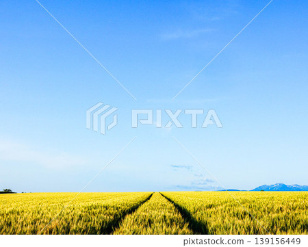 The slightly setting sun casts a blue sky, and the golden wheat fields stretch across Biei Town in Hokkaido shine brightly. 139156449