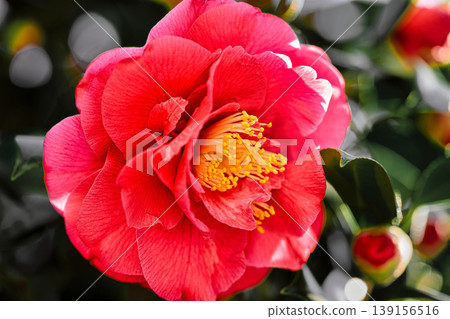 A single camellia flower blooming in the countryside in March. A single camellia flower blooming in the countryside in March. 139156516