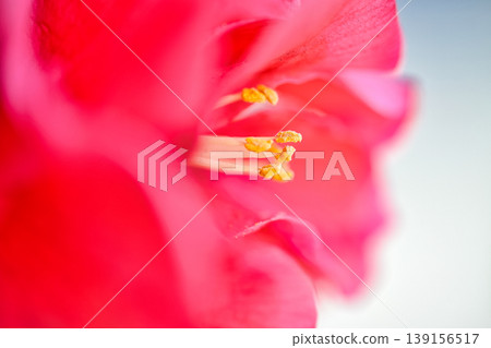 A single camellia flower blooming in the countryside in March. A single camellia flower blooming in the countryside in March. 139156517