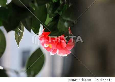 A single camellia flower blooming in the countryside in March. A single camellia flower blooming in the countryside in March. 139156518