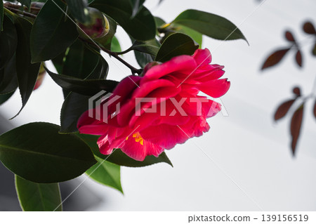 A single camellia flower blooming in the countryside in March. A single camellia flower blooming in the countryside in March. 139156519