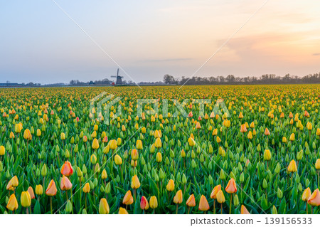 Golden Dawn Over Tulip Fields Golden Dawn Over Tulip Fields 139156533