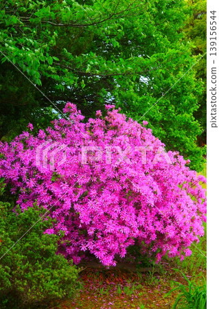 Azaleas blooming beautifully amidst the fresh green leaves Azaleas blooming beautifully amidst the fresh green leaves 139156544