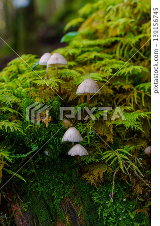 A natural scene of small mushrooms and moss found in a wooded area during a mountain climb. 139156745