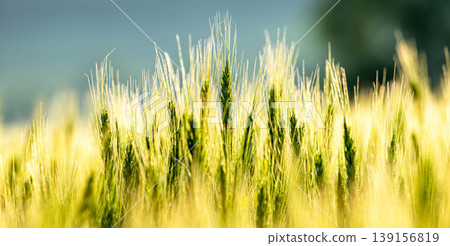 Wheat ears dyed golden by the light of the setting sun, seen in a field in Biei, Hokkaido. Wheat ears dyed golden by the light of the setting sun, seen in a field in Biei, Hokkaido. 139156819