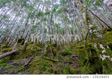 A moss-covered forest zone stretches along the hiking trail of Mt. Tengu in the Yatsugatake Mountains, creating a fantastical natural landscape. A moss-covered forest zone stretches along the hiking trail of Mt. Tengu in the Yatsugatake Mountains, creating a fantastical natural landscape. 139156855