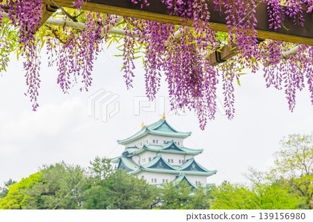 Wisteria flowers in Meijo Park (Nagoya City) Wisteria flowers in Meijo Park (Nagoya City) 139156980