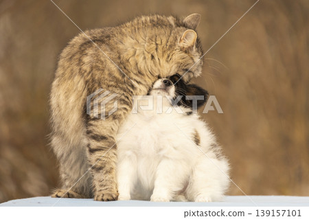 A fluffy tabby cat affectionately hugs, kisses, and cleans a tiny papillon puppy. This heartwarming scene shows a cat grooming and bonding with its small dog friend on a soft autumn day. A fluffy tabby cat affectionately hugs, kisses, and cleans a tiny papillon puppy. This heartwarming scene shows a cat grooming and bonding with its small dog friend on a soft autumn day. 139157101