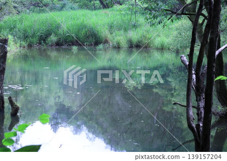 Fresh green reflected on the surface of the water Fresh green reflected on the surface of the water 139157204