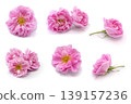 白色背景上的粉紅色大馬士革玫瑰套裝（Kazanlik）| 多種花卉面料可供選擇 139157236