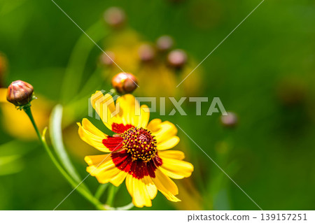 夏日時光~色彩艷麗的蛇眼花~ 139157251