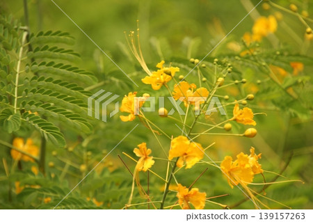 Flowers in a botanic park Flowers in a botanic park 139157263