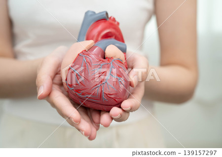 Cardiovascular disease CVD, Asian woman with heart human anatomy model. Cardiovascular disease CVD, Asian woman with heart human anatomy model. 139157297