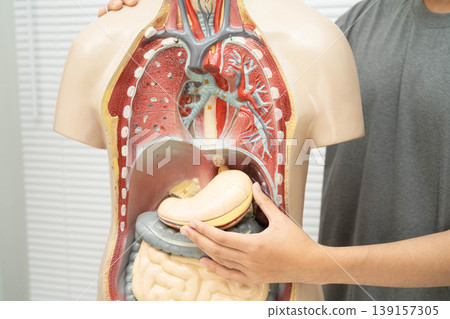 Asian student learning with human body model in anatomy biology in classroom at high school. Asian student learning with human body model in anatomy biology in classroom at high school. 139157305