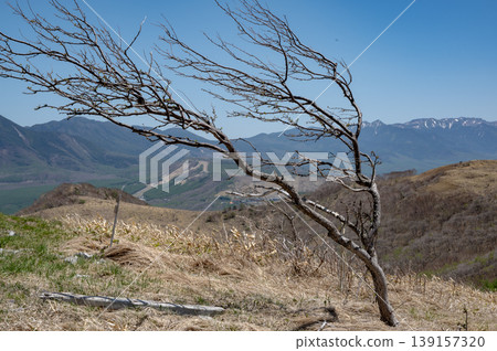 A tree leaning over in a strong wind across the grassland. A tree leaning over in a strong wind across the grassland. 139157320