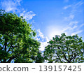 Fresh green trees, blue sky and white clouds 139157425