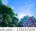 The blue sky and fresh green leaves I looked up at 139157426