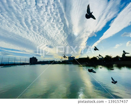 鳥兒、天空和雲朵 139157437