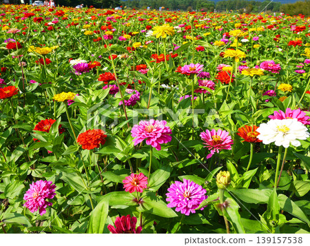 山中湖蓮花公園 山中湖蓮花公園 139157538