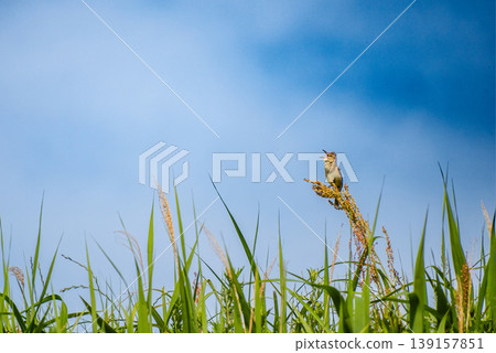 Great Reed Warbler 01 139157851
