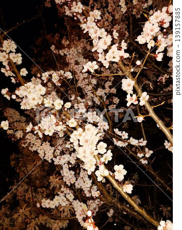 櫻花在夜空與寂靜中盛開 櫻花在夜空與寂靜中盛開 139157885