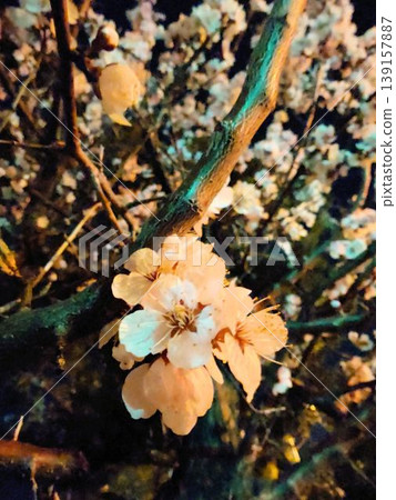 A close-up of fantastical flowers emerging on a spring night. A close-up of fantastical flowers emerging on a spring night. 139157887