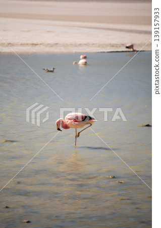 Serene pink flamingo bird standing on one leg in shallow water in nature Serene pink flamingo bird standing on one leg in shallow water in nature 139157933
