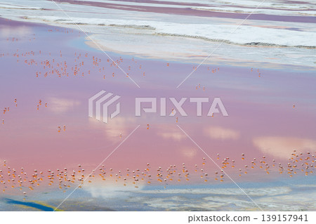Amazing pink flamingo at Laguna Colorada red lake in Bolivia Amazing pink flamingo at Laguna Colorada red lake in Bolivia 139157941